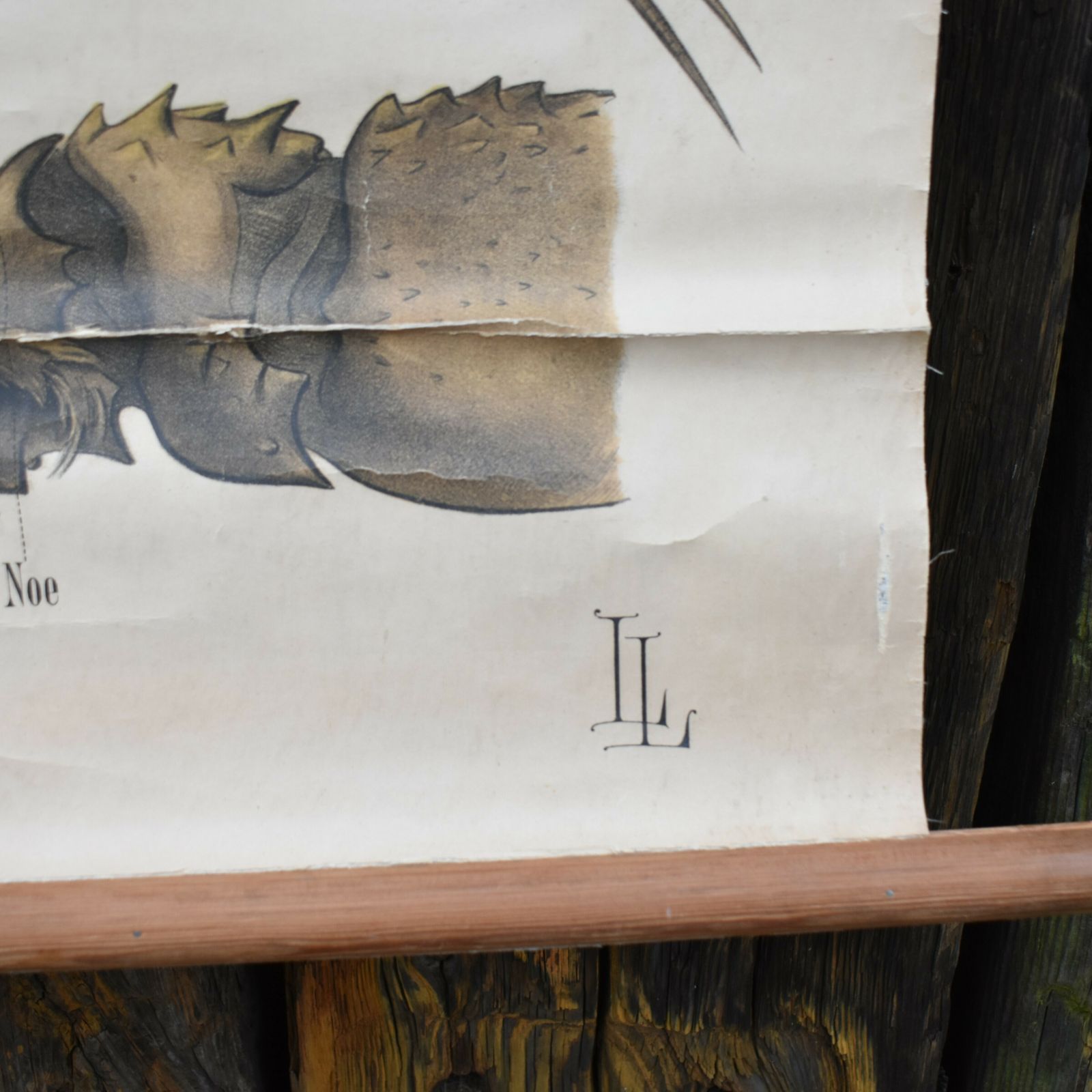 Antique 1890 N82 Leuckart Nitches Fischer Crustacea Scientific Wall Chart Poster photo 295.0