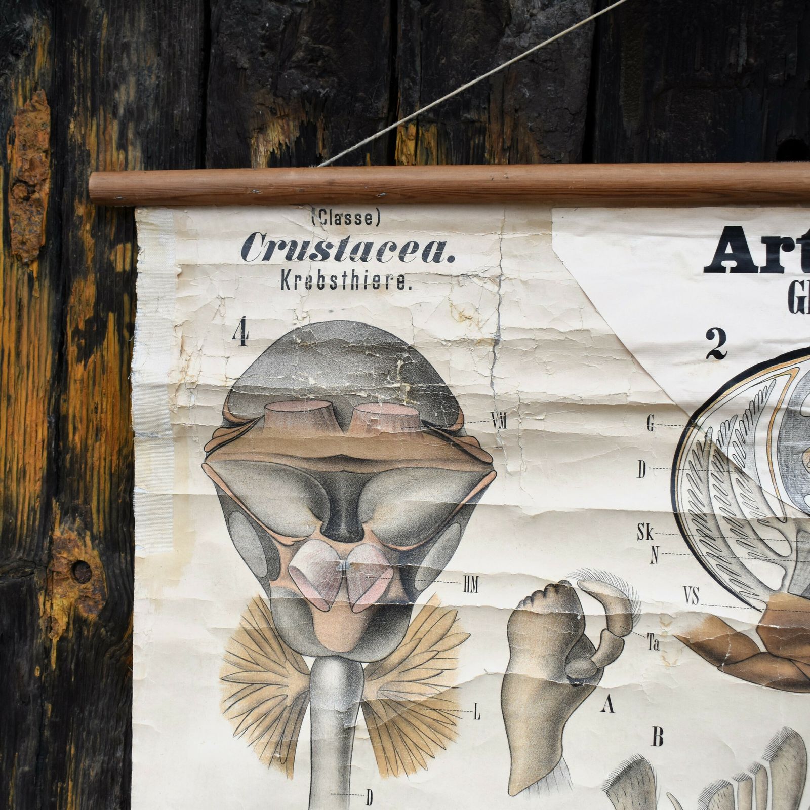 Antique 1890 N82 Leuckart Nitches Fischer Crustacea Scientific Wall Chart Poster photo vinterior