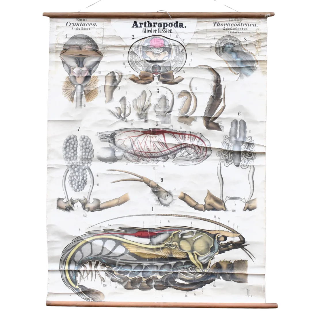 Antique 1890 N82 Leuckart Nitches Fischer Crustacea Scientific Wall Chart Poster photo buy