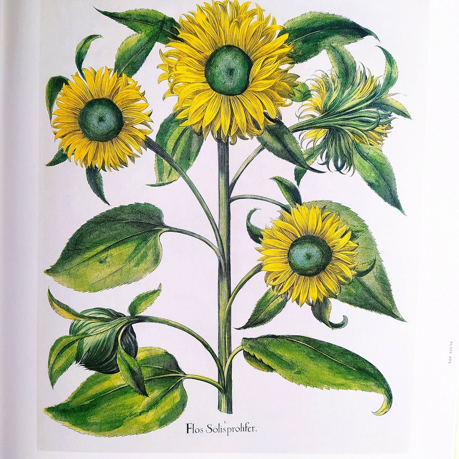 1st.Edition Botanical Book.Tha Garden At Eichstatt Botanical Illustration Book photo vinterior