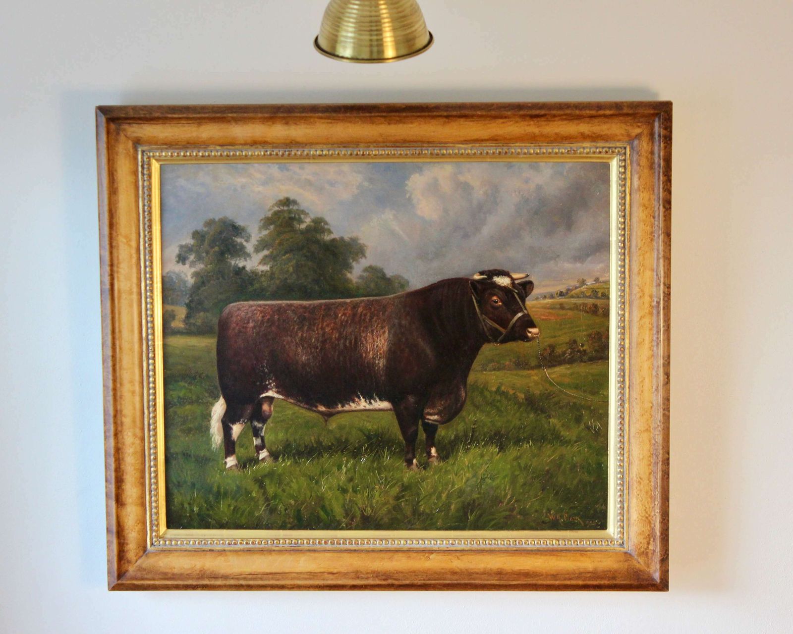 Shorthorn Bull Oil Painting: Castleton Style