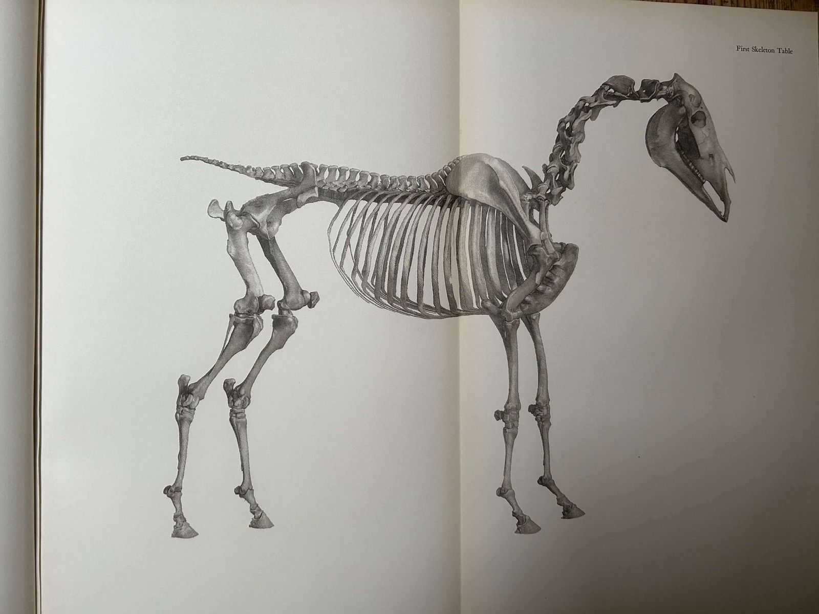 George Stubbs   Anatomy Of The Horse 1938 photo Home Decor