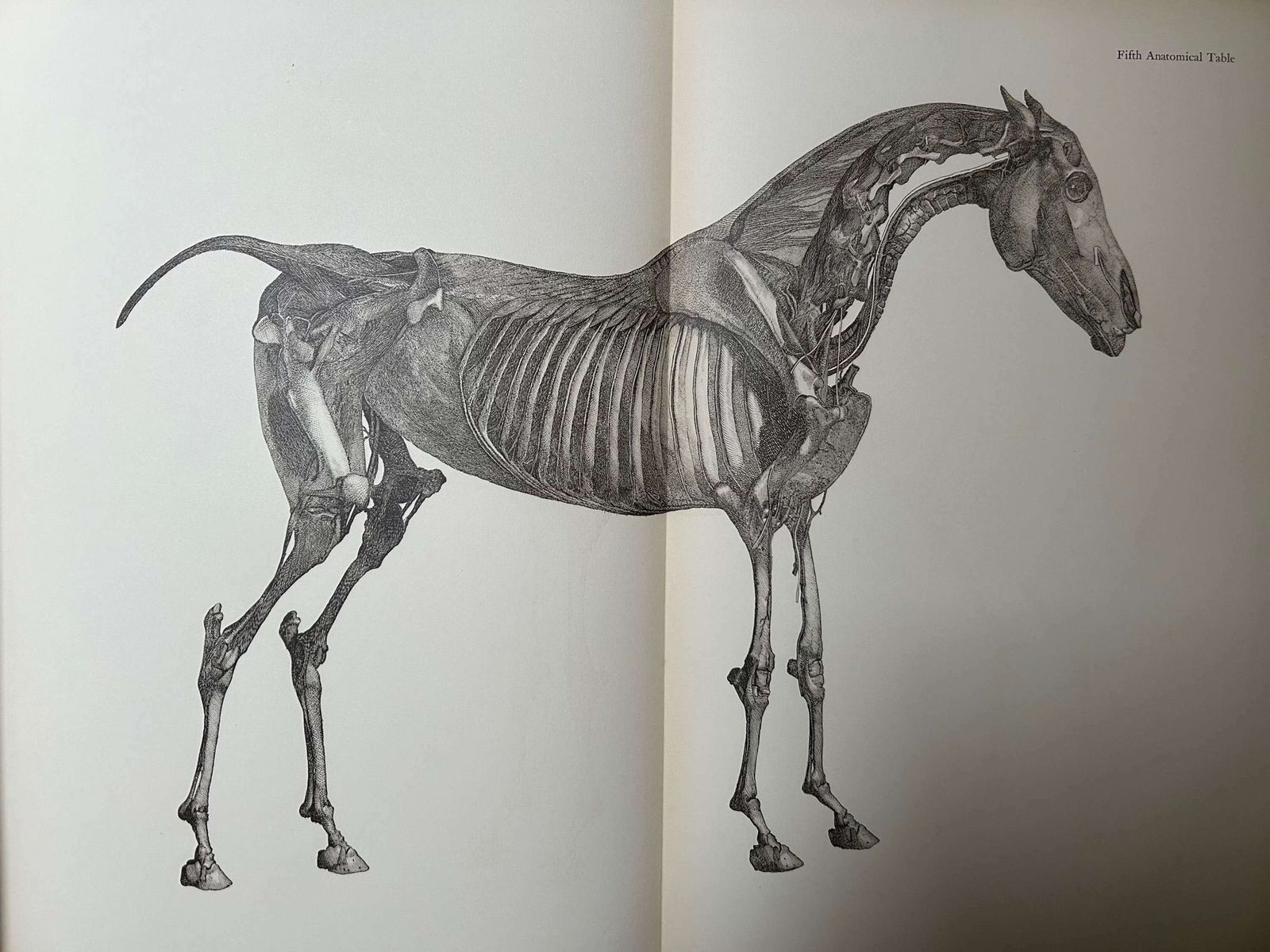 George Stubbs   Anatomy Of The Horse 1938 photo vinterior