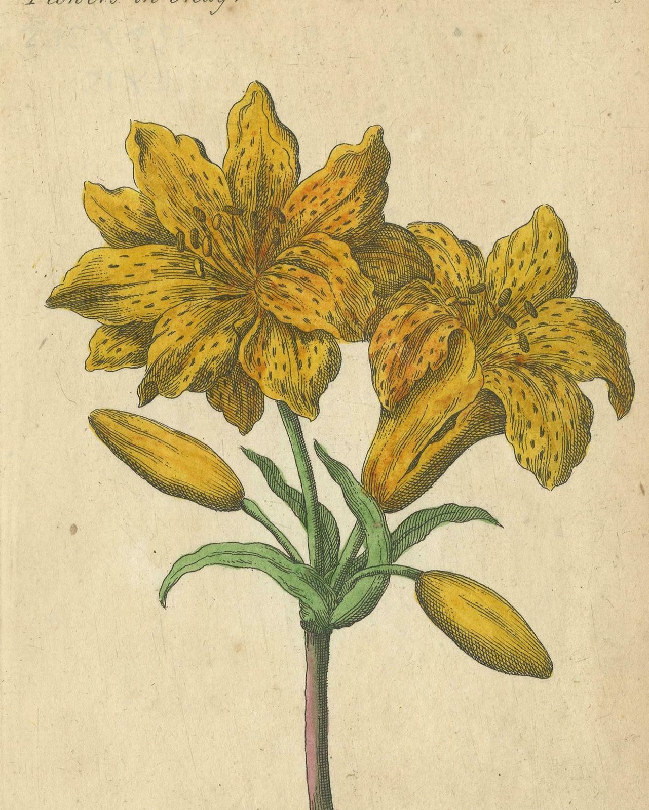 Antique Print Of The Yellow Austrian Rose, Cinnamon Rose And Orange Lilly, 1747 photo furniture