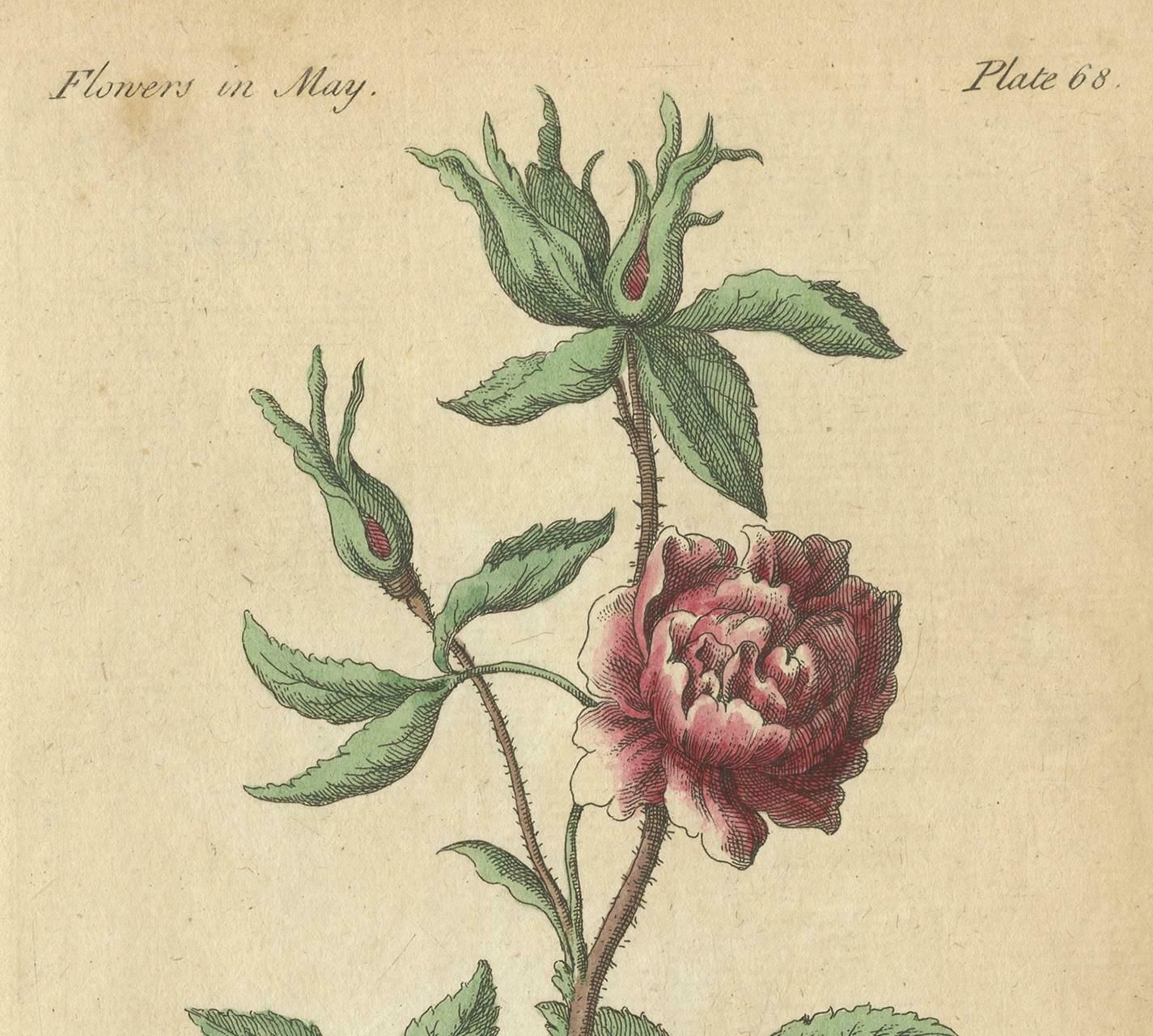 Antique Print Of The Yellow Austrian Rose, Cinnamon Rose And Orange Lilly, 1747 photo vinterior