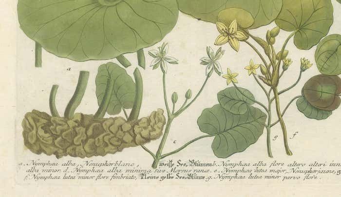 Aquatic Elegance: Water Lilies And Pond Plants In 18th Century Engraving, 1748 photo Art
