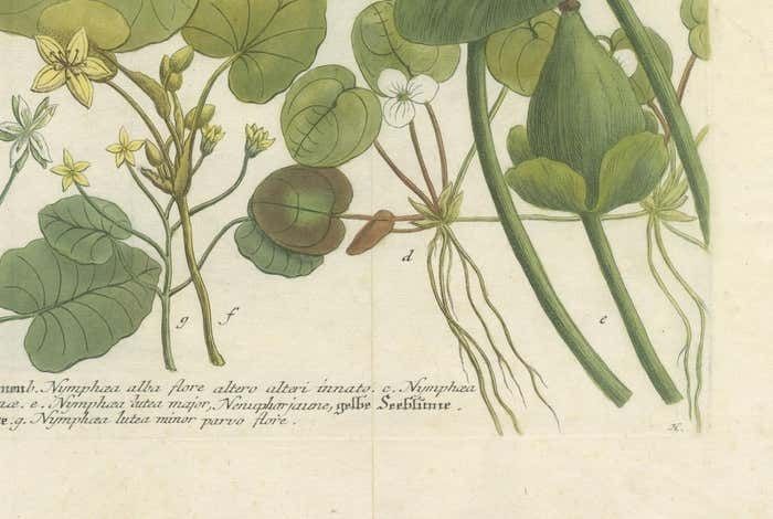 Aquatic Elegance: Water Lilies And Pond Plants In 18th Century Engraving, 1748 photo 912.0
