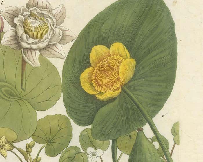 Aquatic Elegance: Water Lilies And Pond Plants In 18th Century Engraving, 1748 photo vinterior