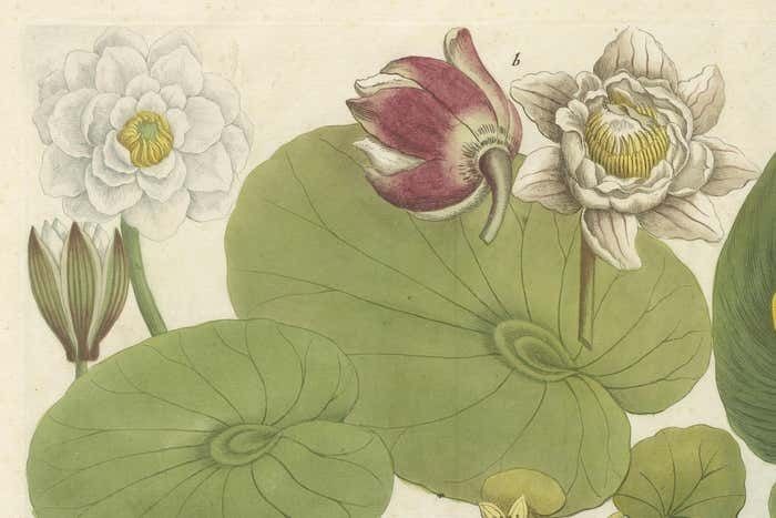 Aquatic Elegance: Water Lilies And Pond Plants In 18th Century Engraving, 1748 photo buy