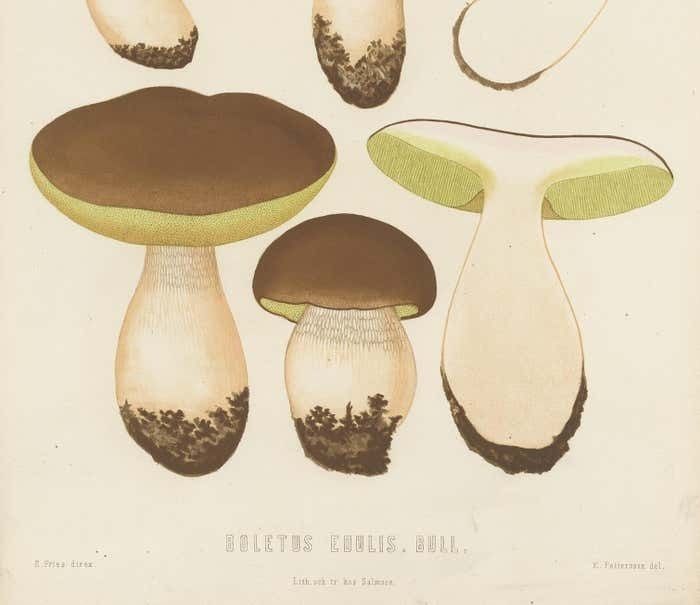 Antique Mycology Print Of Boletus Edulis By E.M. Fries, Circa 1860 photo for sale