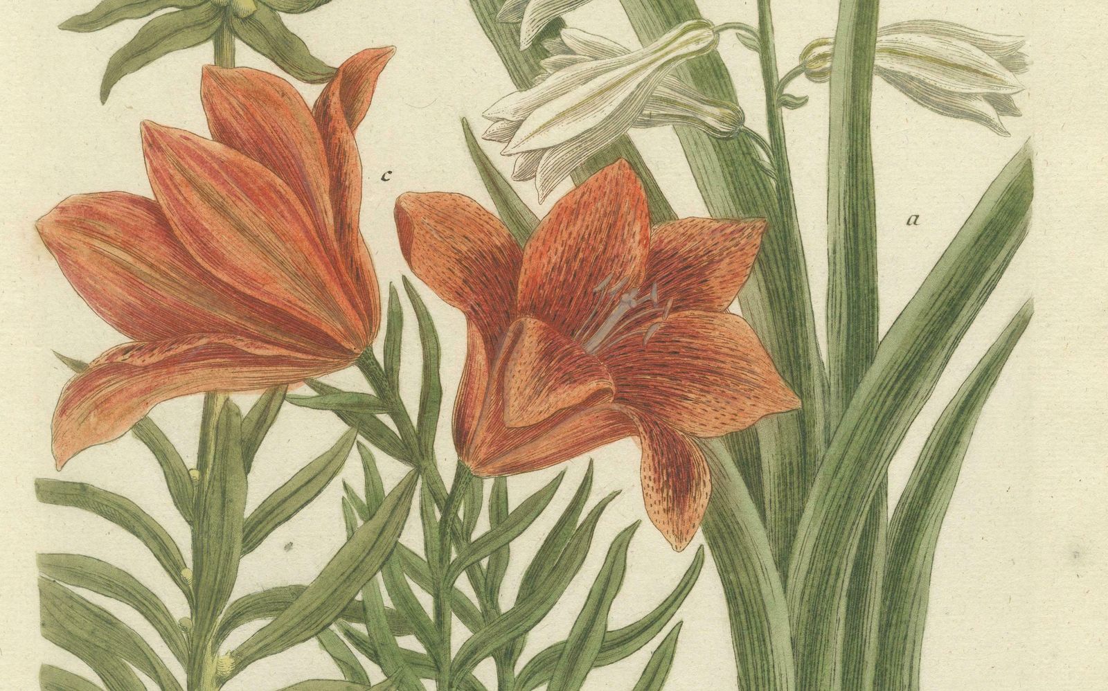 Botanical Elegance: Antique Engravings From Johann Weinmann's Masterpiece, 1748 photo for sale