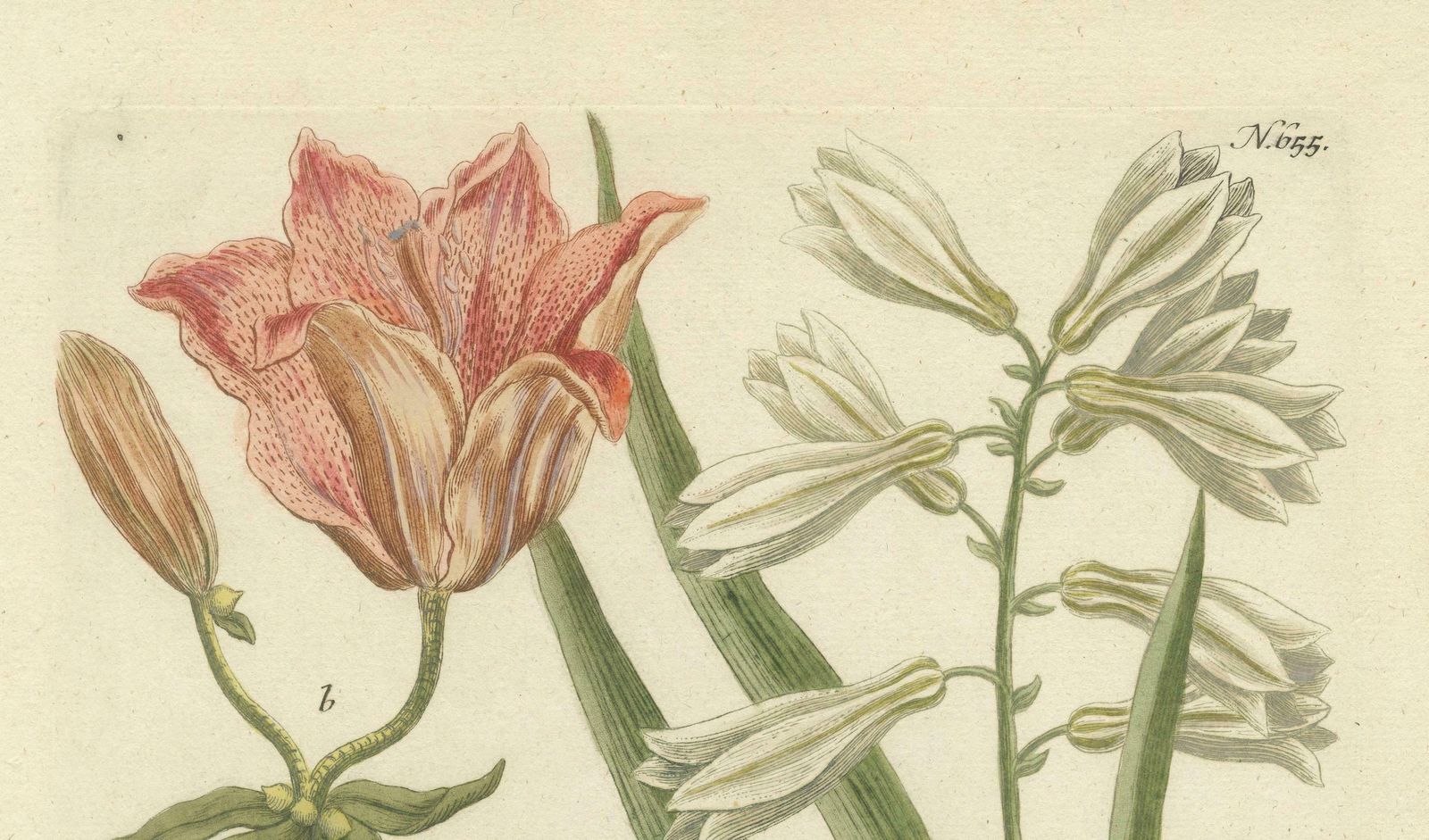 Botanical Elegance: Antique Engravings From Johann Weinmann's Masterpiece, 1748 photo Art