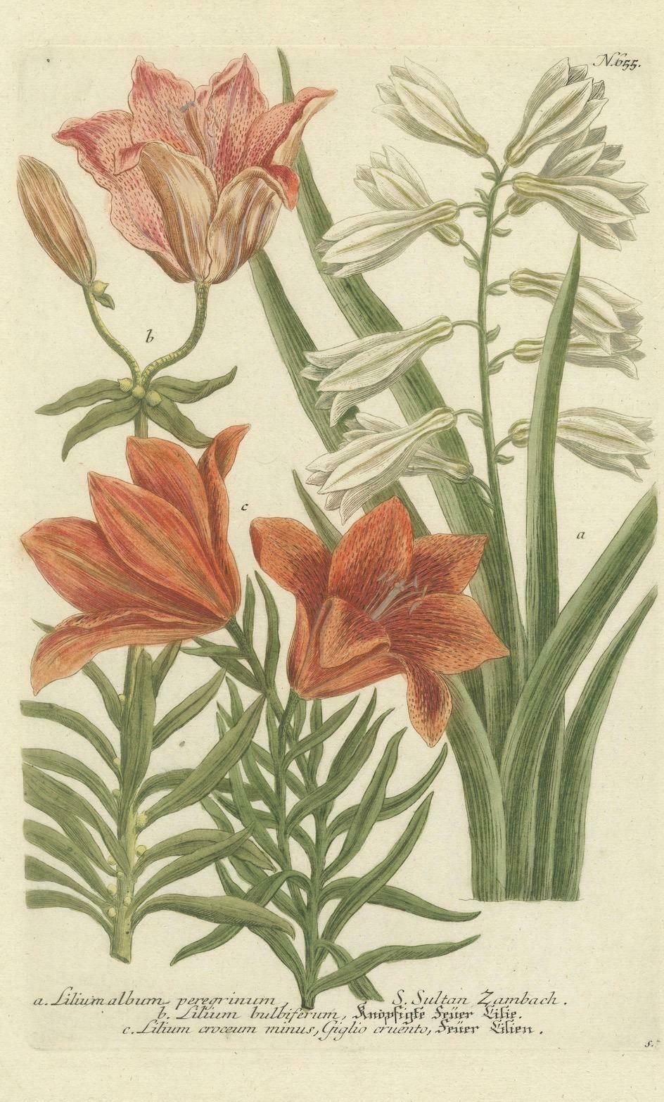 Botanical Elegance: Antique Engravings From Johann Weinmann's Masterpiece, 1748 photo 859.0