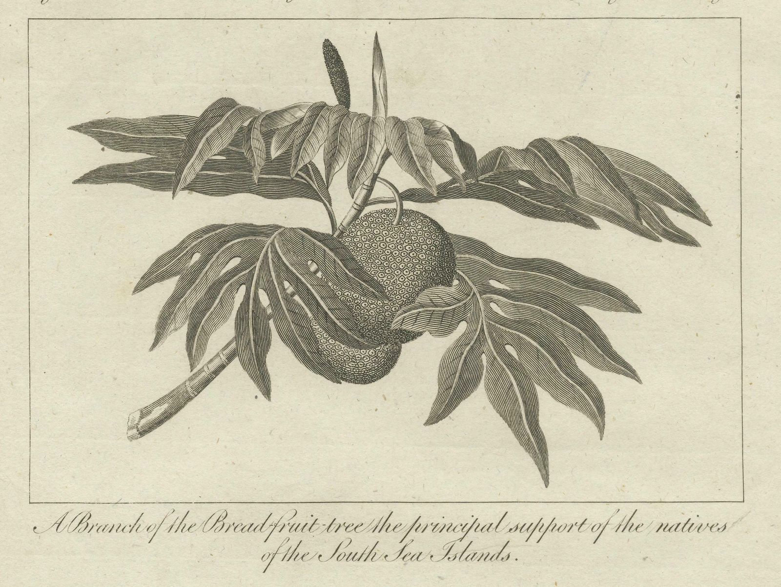 The Breadfruit Tree And Gorget: Symbols Of Life And Leadership In The Pacific photo vinterior