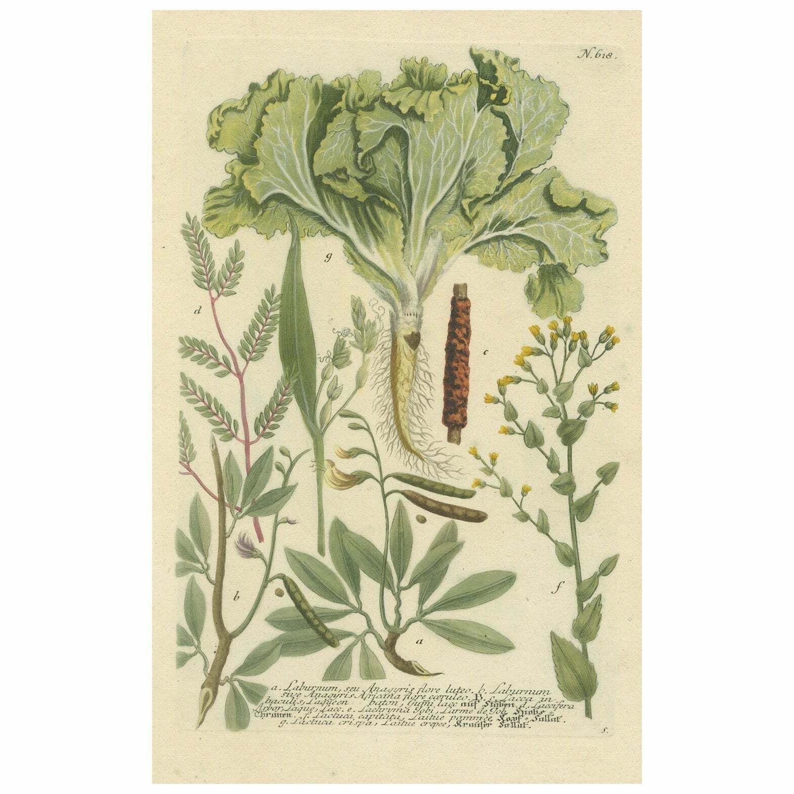 Botanical Splendor: Laburnum And Florae In 18th Century Etching, 1748
