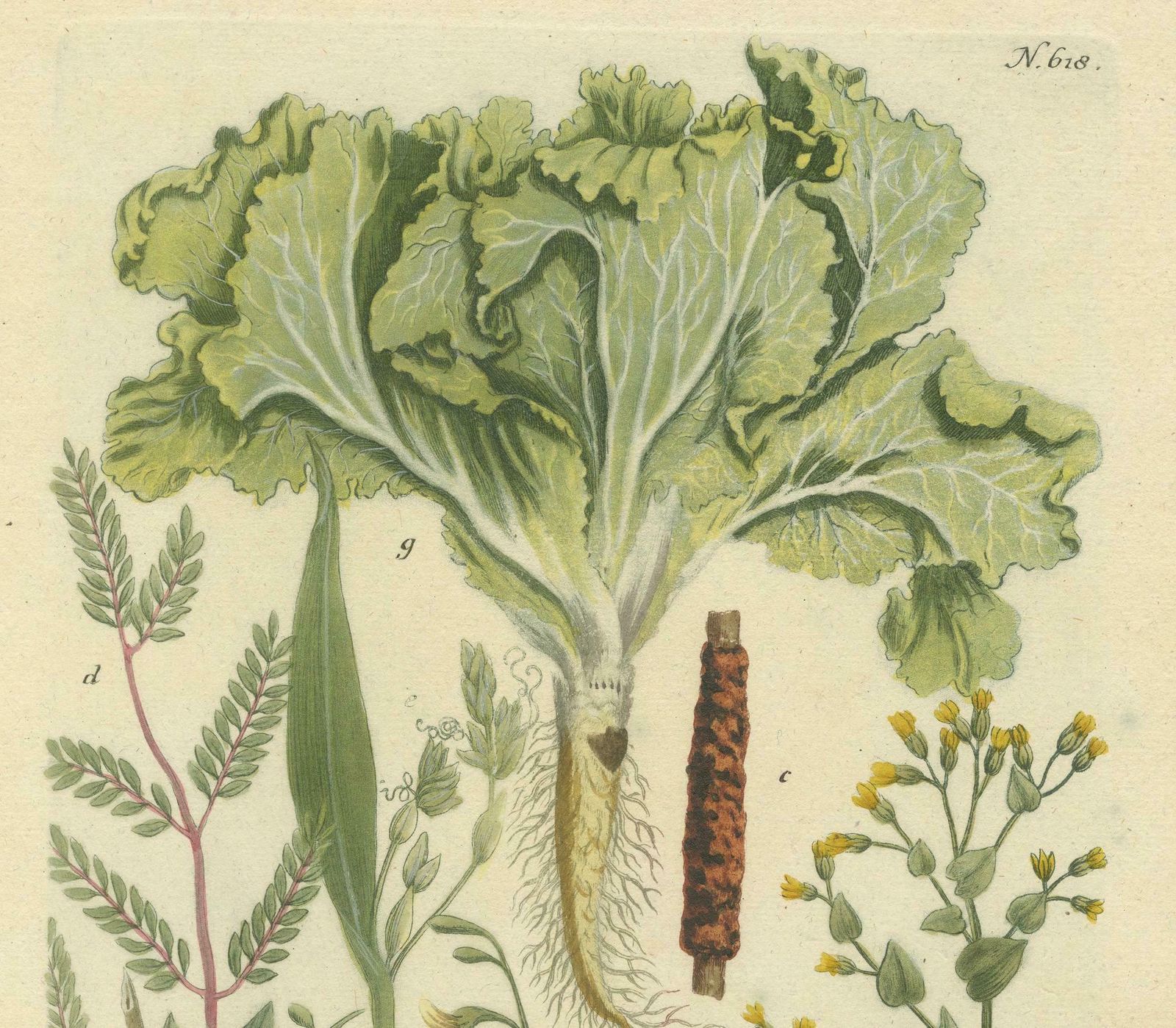 Botanical Splendor: Laburnum And Florae In 18th Century Etching, 1748 photo 533.0