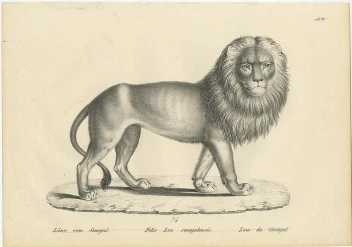 Original Antique Print Of A Senegal Lion By Brodtmann, Circa1830 photo furniture