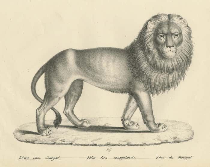 Original Antique Print Of A Senegal Lion By Brodtmann, Circa1830 photo for sale