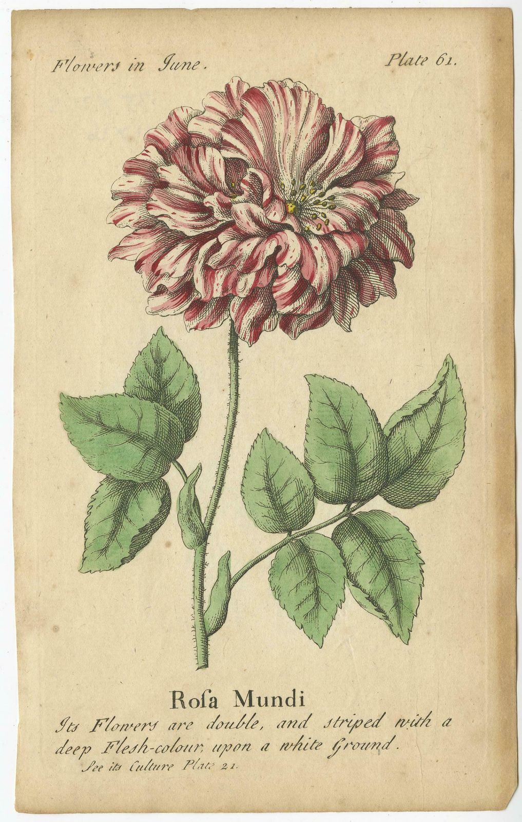 Antique Print Of The Mountain Lily And Rosa Mundi, 1747 photo Art