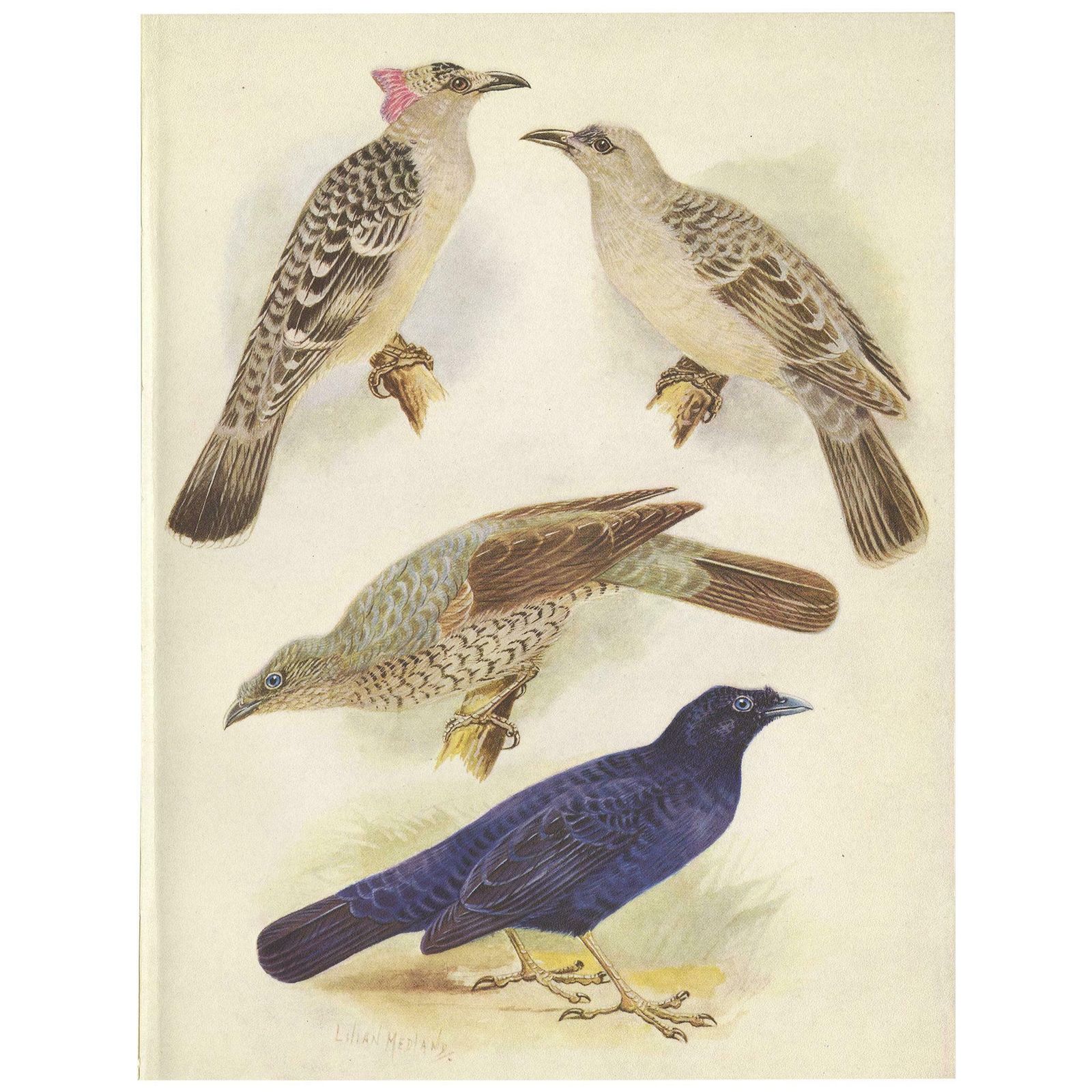 Antique Print Of The Great Bower Bird And The Satin Bower Bird '1950'