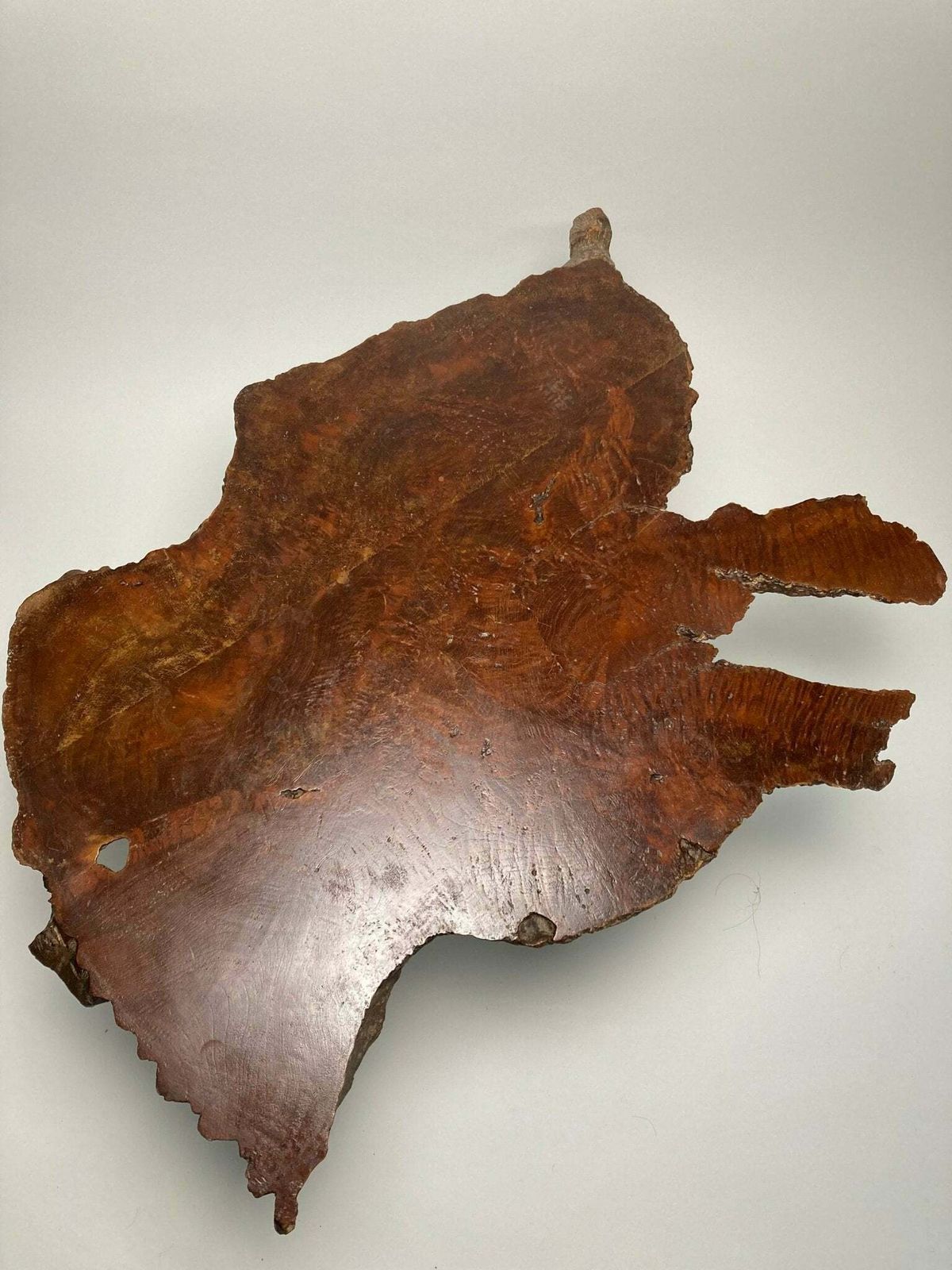 Naturalist Wood Coffee Table, Mid 20th Century photo Furniture