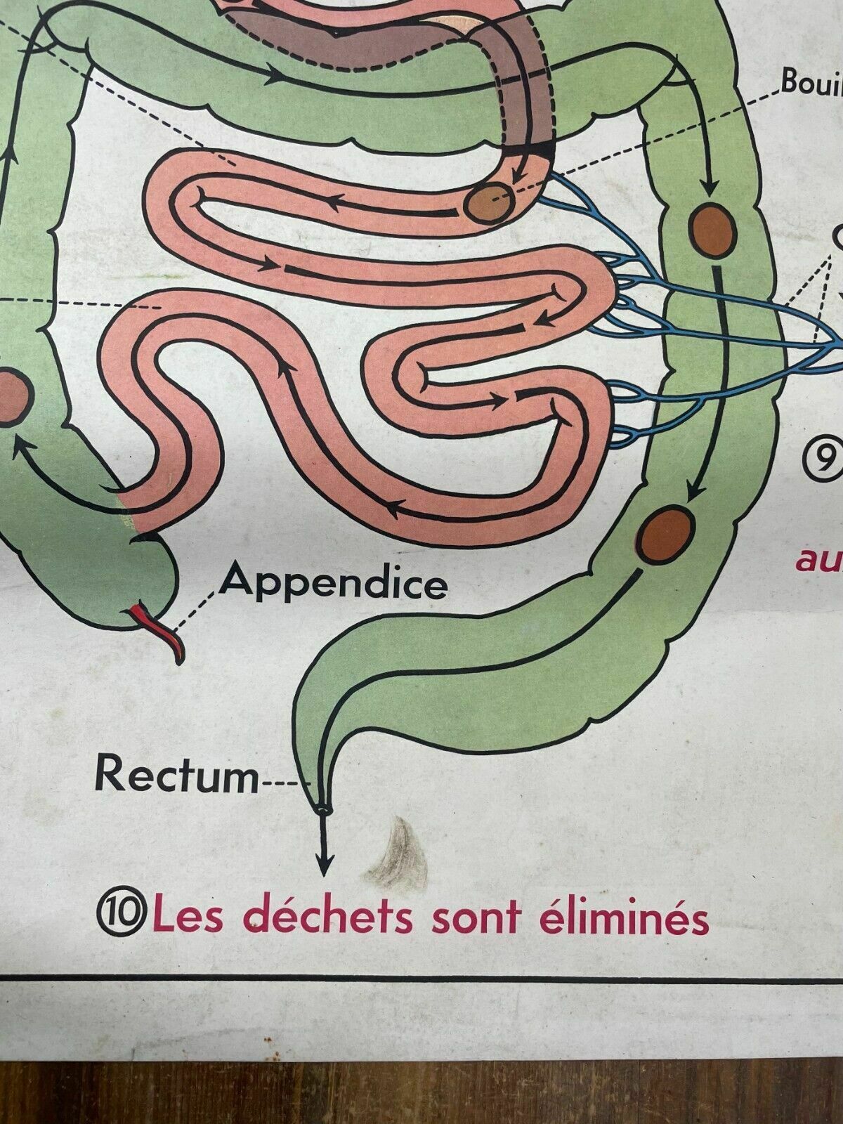photo vintage Vintage French Rossignal Anatomical Medical Poster Circulation