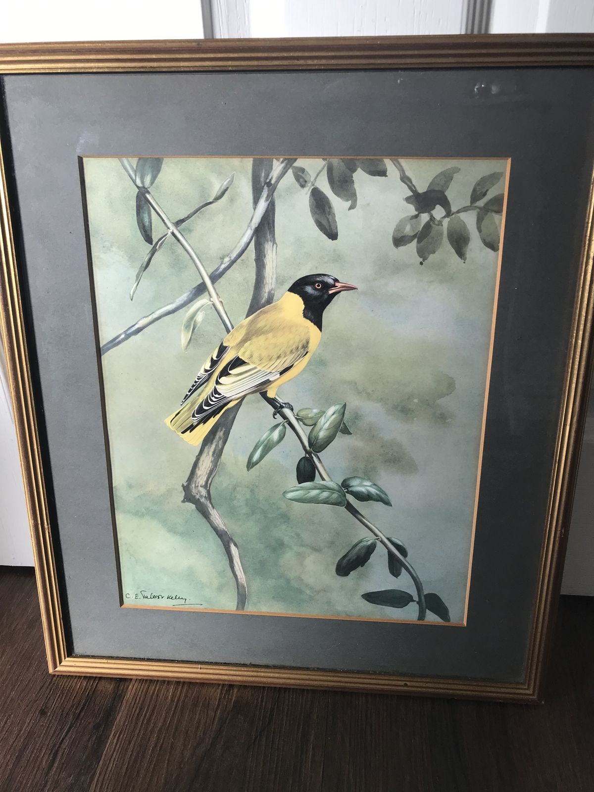 Chloe Elizabeth Talbot Kelly Watercolours Of Birds ( Very Rare ). photo for sale