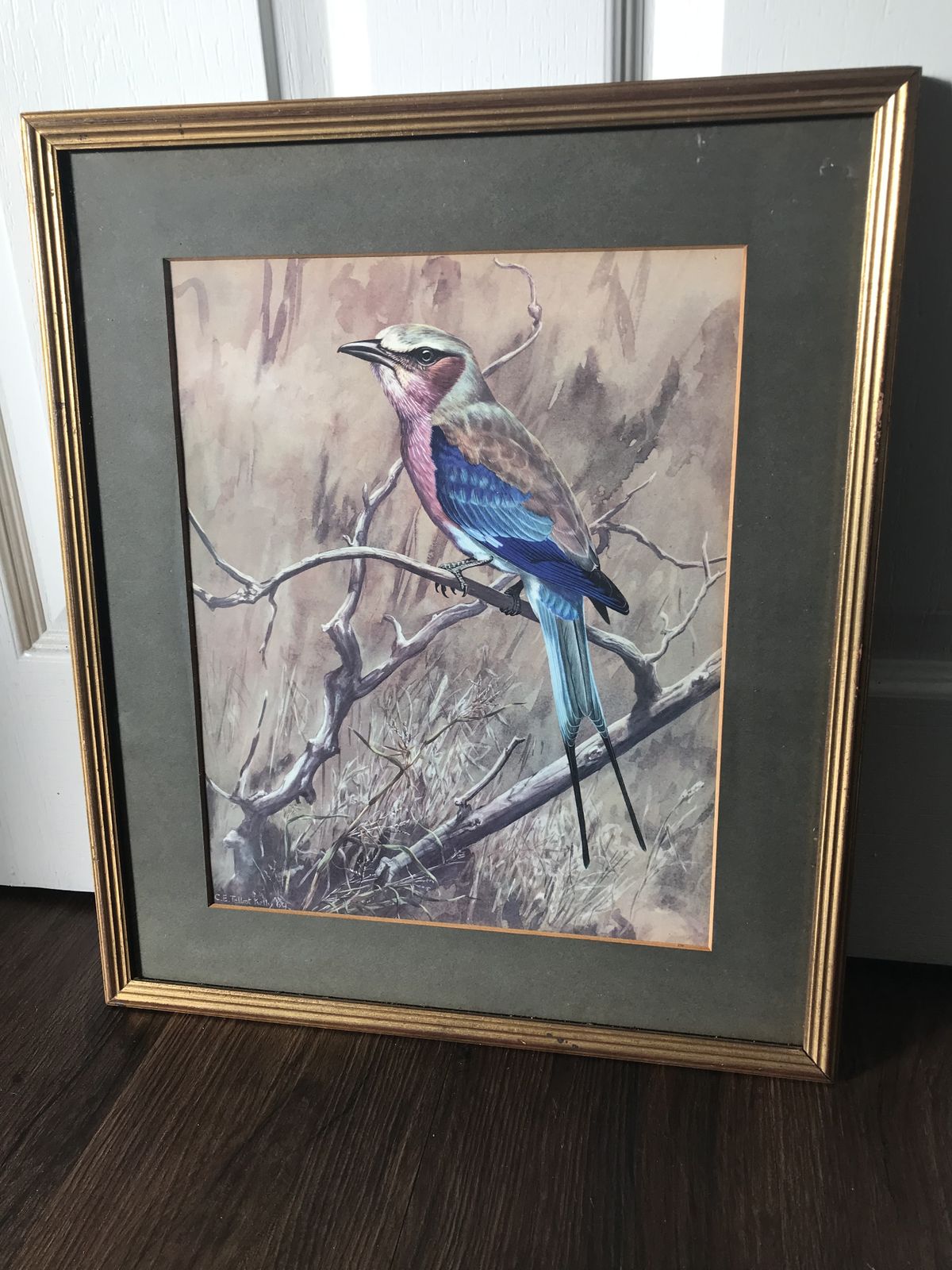 Chloe Elizabeth Talbot Kelly Watercolours Of Birds ( Very Rare ). photo 150.0