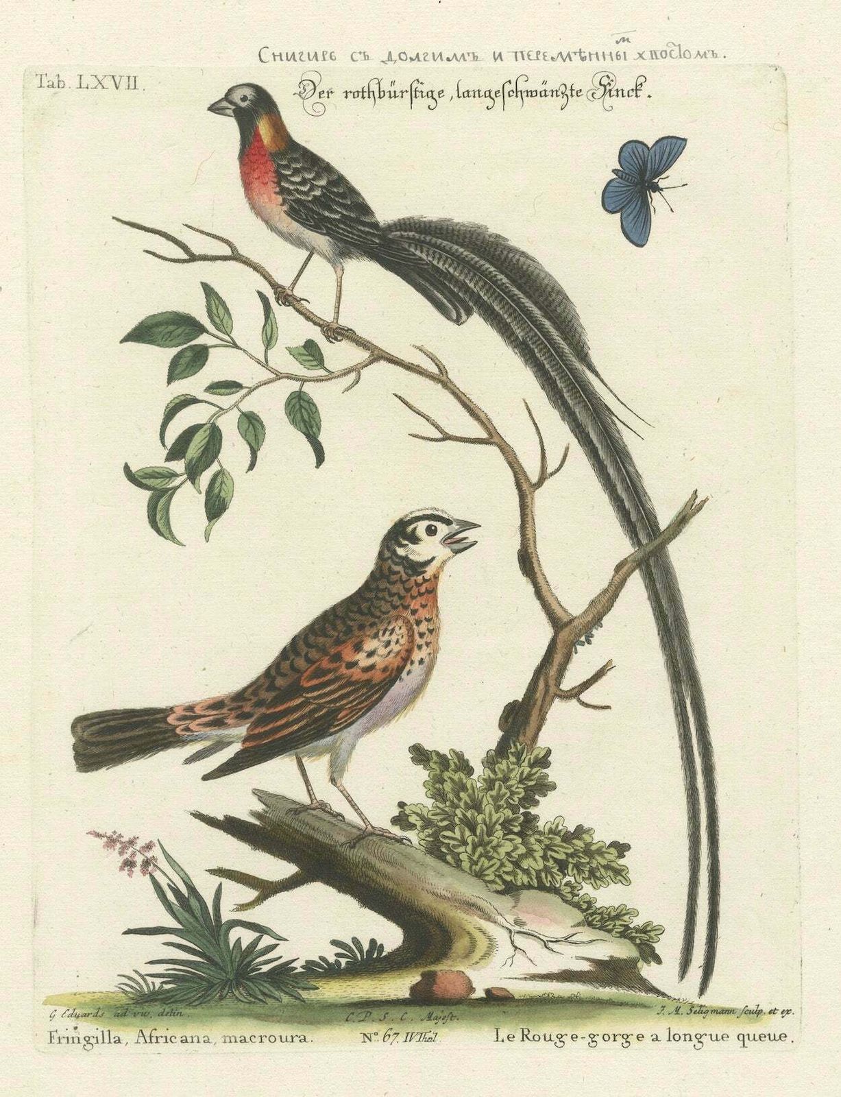 The Long Tailed African Finch And Blue Butterfly Original Old Handcoloring, 1749