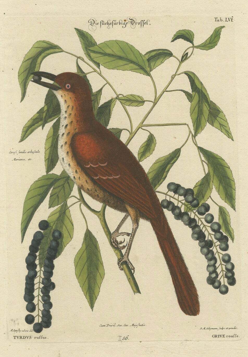 Original Antique Hand Colored Engraving Of The Fox Colored Thrush, 1749 photo vinterior