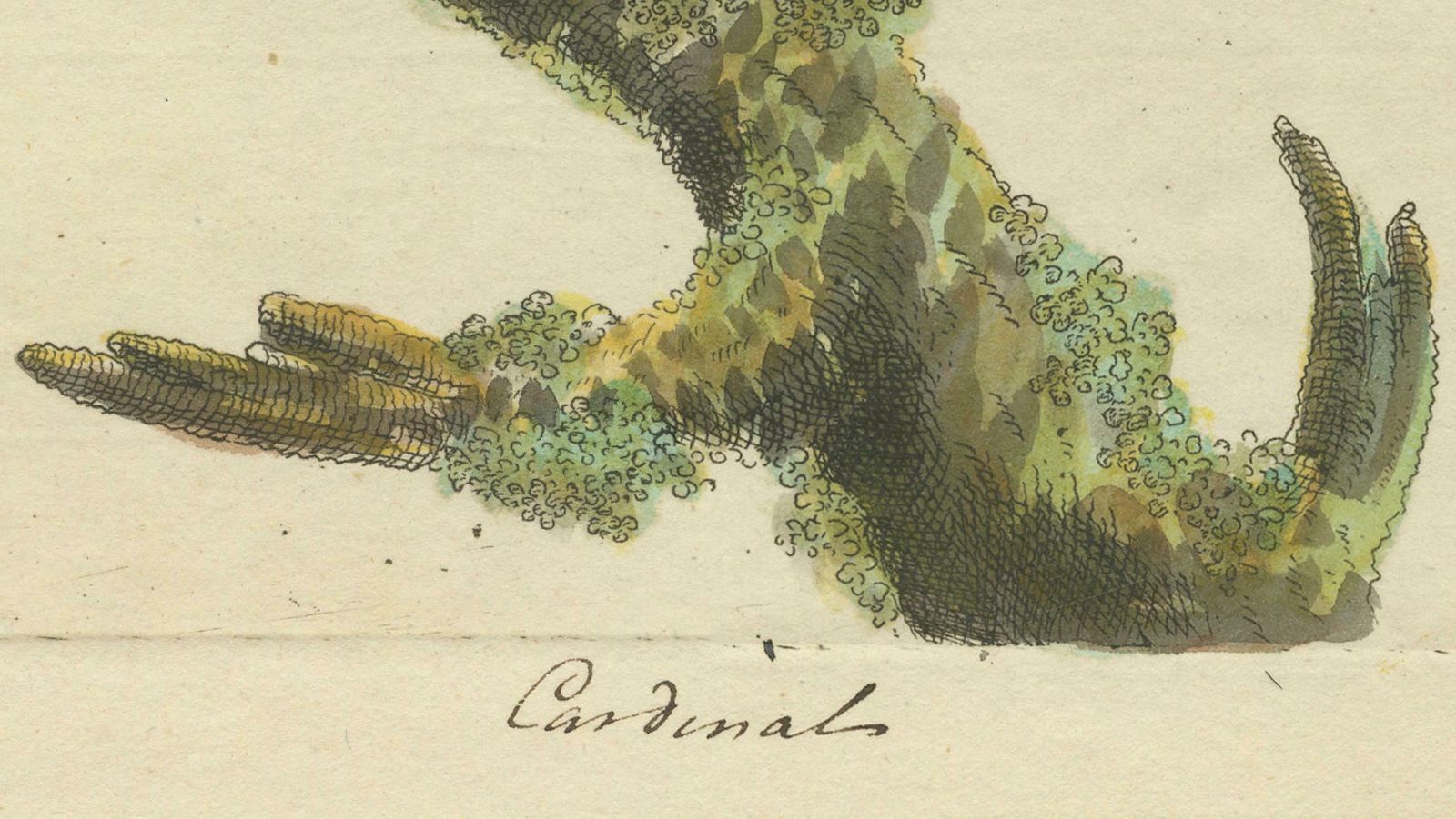 Hand Colored Print Of A Cardinal With Original Signature Of William Hayes, 1780 photo Art