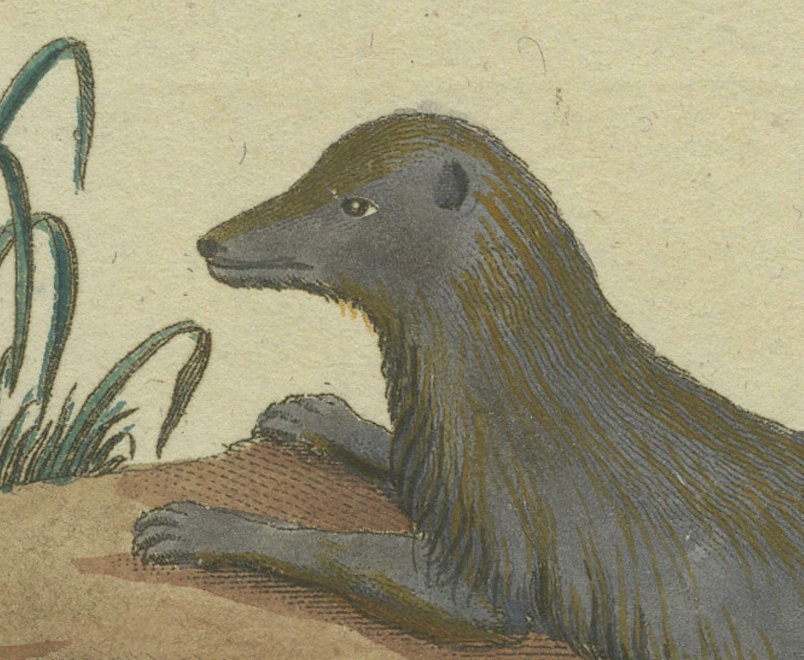 The European Pine Marten And The Polecat Meticulously Illustrated, Circa 1775 photo furniture