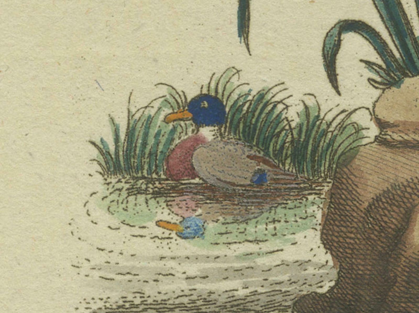The European Pine Marten And The Polecat Meticulously Illustrated, Circa 1775 photo for sale