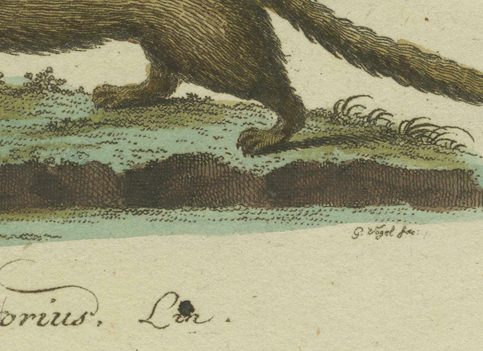 The European Pine Marten And The Polecat Meticulously Illustrated, Circa 1775 photo Art