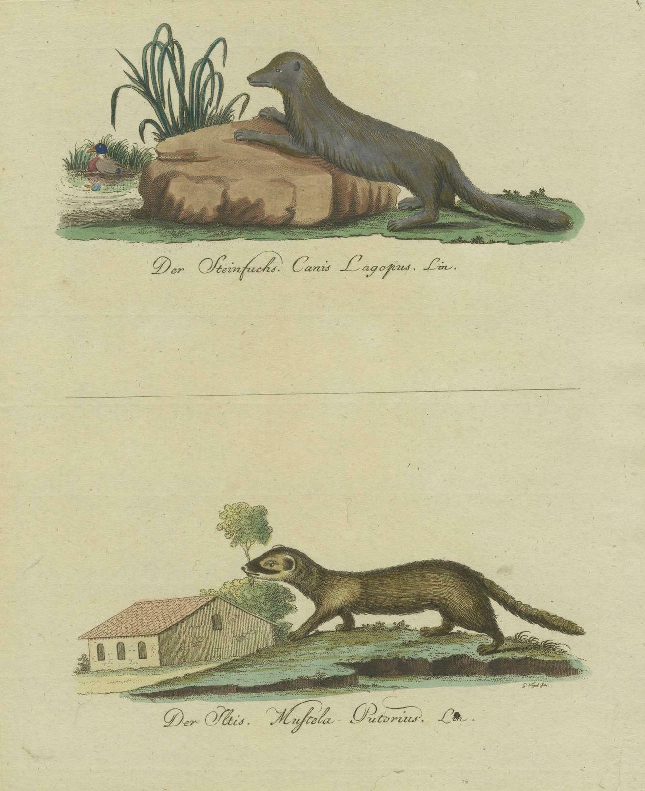 The European Pine Marten And The Polecat Meticulously Illustrated, Circa 1775 photo buy