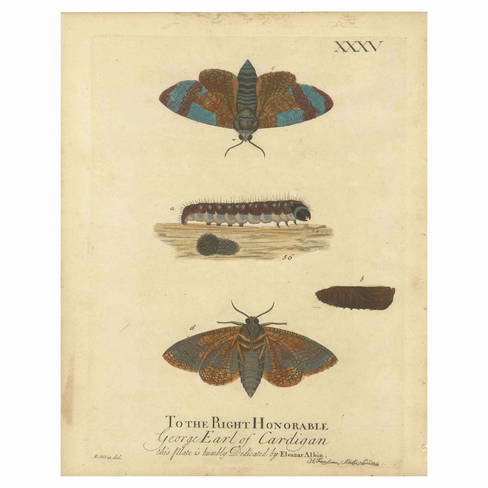 Moth Metamorphosis Dedicated To Earl Of Cardigan, 1724