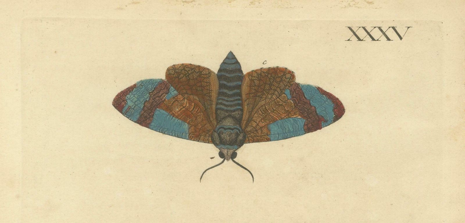 Moth Metamorphosis Dedicated To Earl Of Cardigan, 1724 photo 283.0