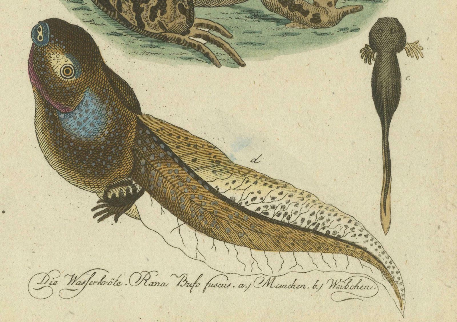 Natural History Illustrations: Amphibians, Reptiles, And Mammals, 1793 photo furniture