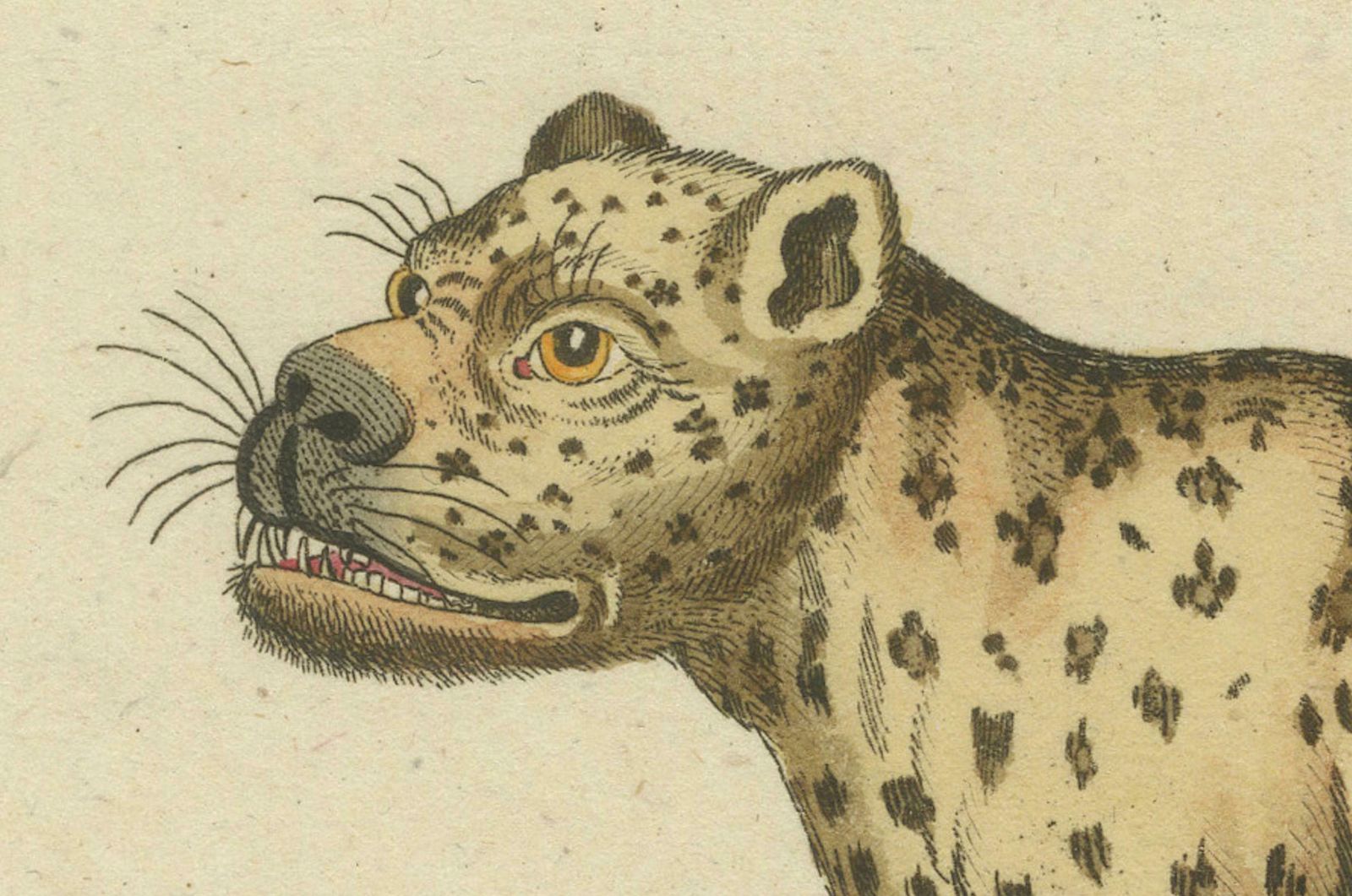 Natural History Illustrations: Amphibians, Reptiles, And Mammals, 1793 photo 360.0
