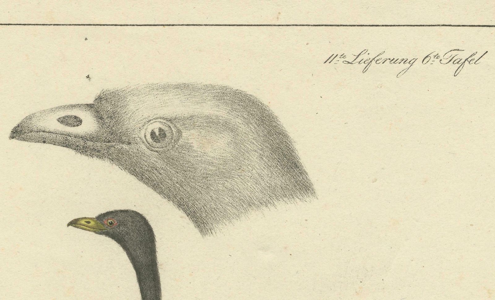 Echoes Of The Amazon: The Gold Breasted Melody, Circa 1820 photo 284.0
