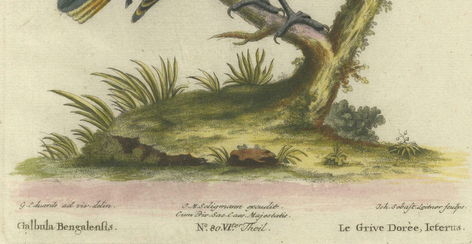 Regal Golden Thrush Perched, 18th Century Seligmann's Rare Bird Series, 1749 photo furniture