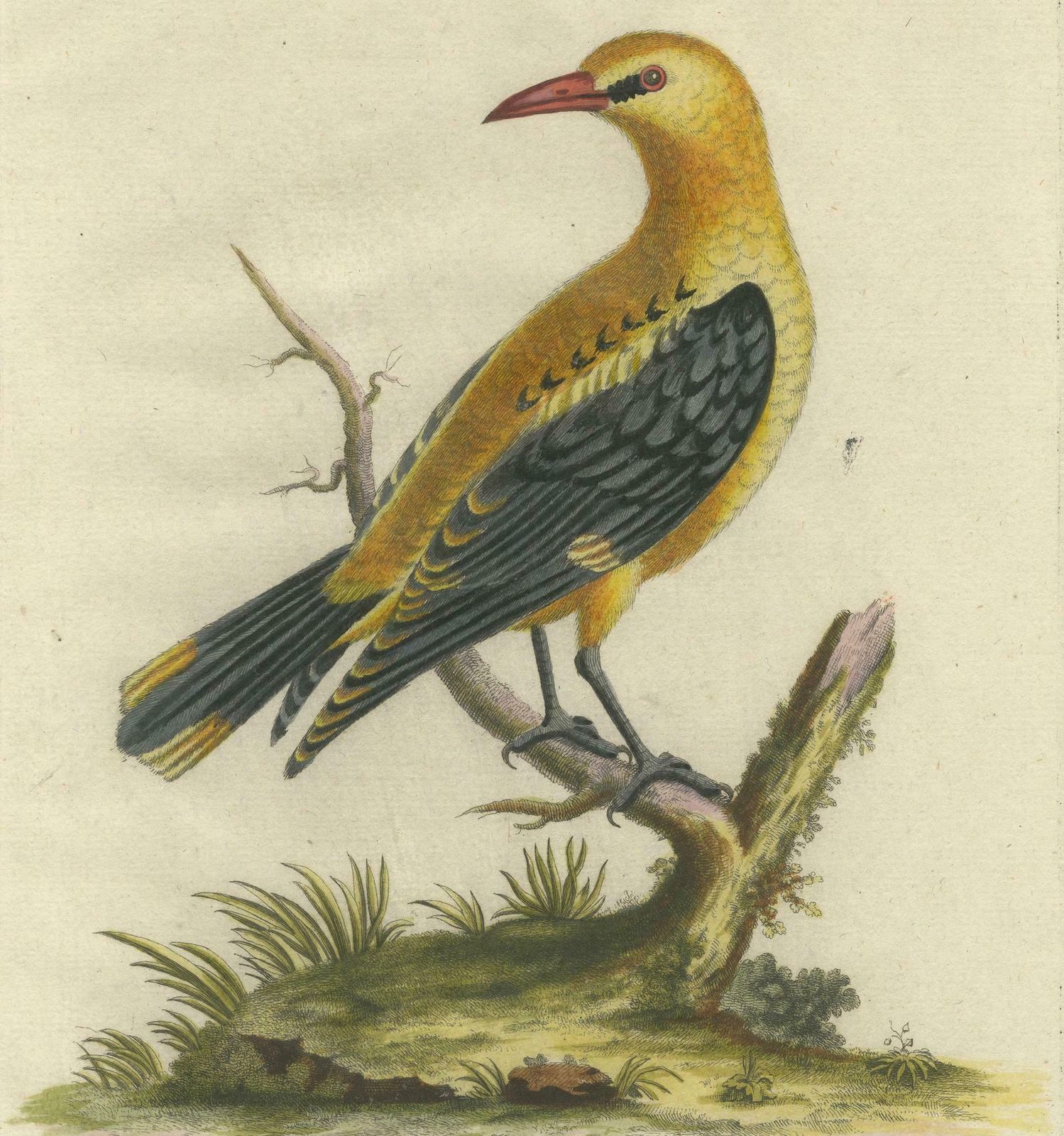 Regal Golden Thrush Perched, 18th Century Seligmann's Rare Bird Series, 1749 photo for sale