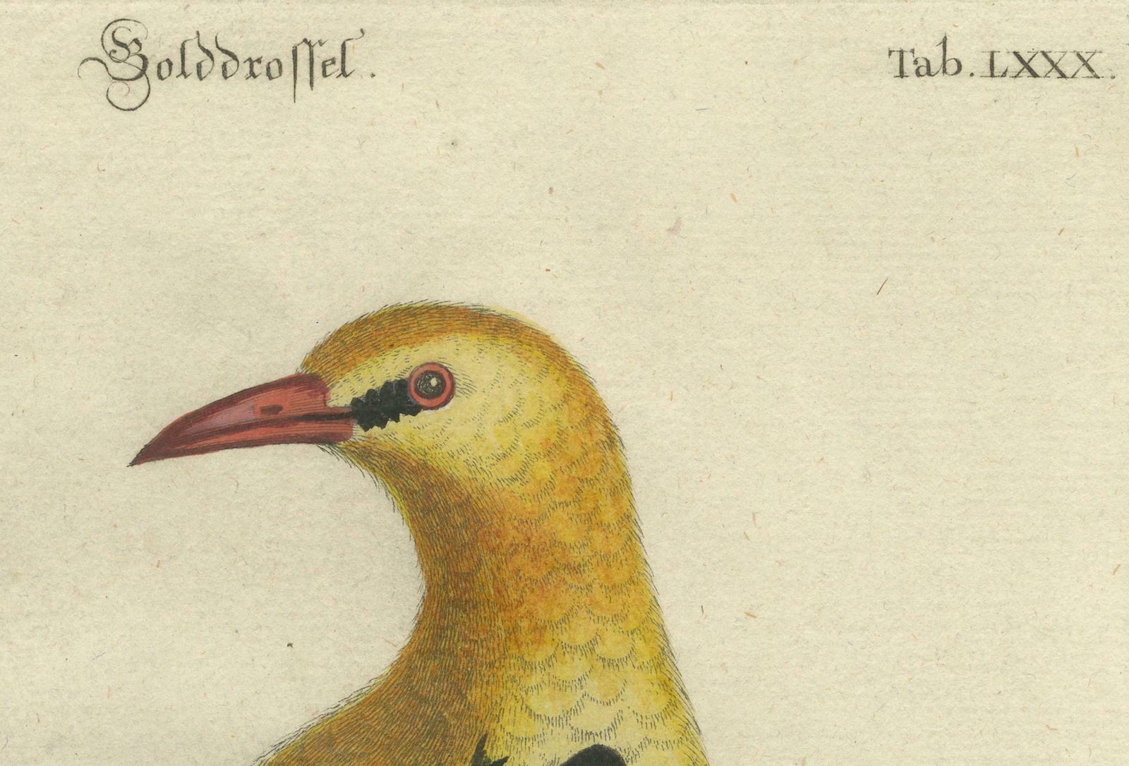 Regal Golden Thrush Perched, 18th Century Seligmann's Rare Bird Series, 1749 photo Art