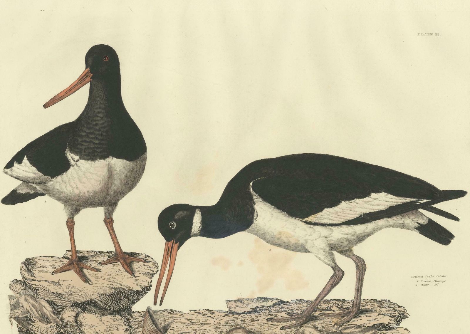 Seasonal Plumage Of A Life Seize Engraving Of The Common Oystercatcher, 1826 photo furniture