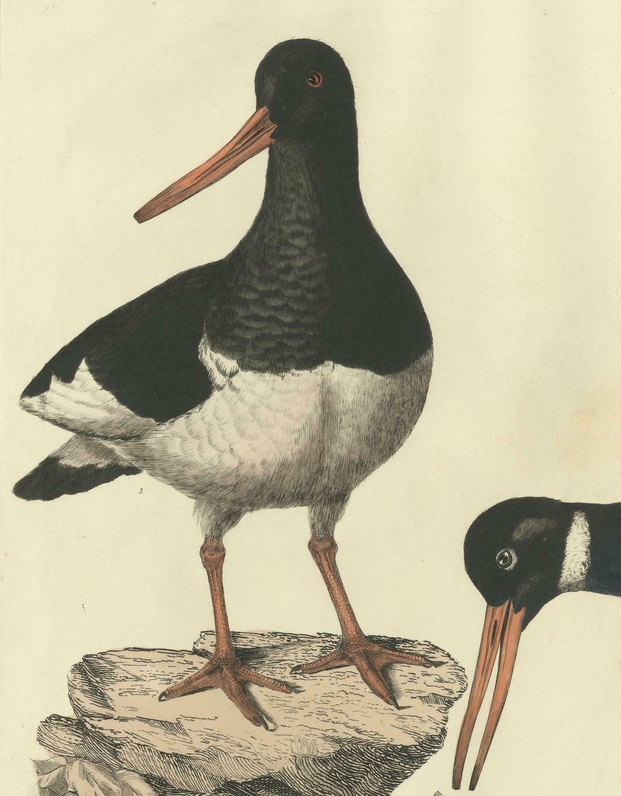 Seasonal Plumage Of A Life Seize Engraving Of The Common Oystercatcher, 1826 photo Art