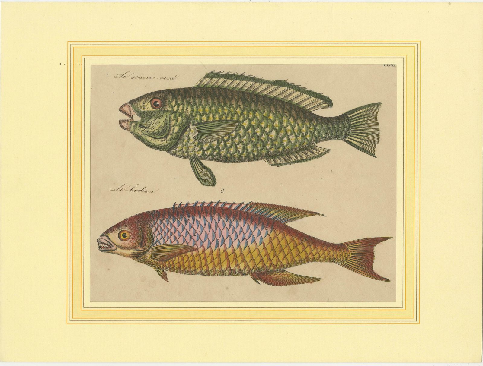 1819 Marine Splendor: Original Hand Colored Engravings Of Fishes photo for sale
