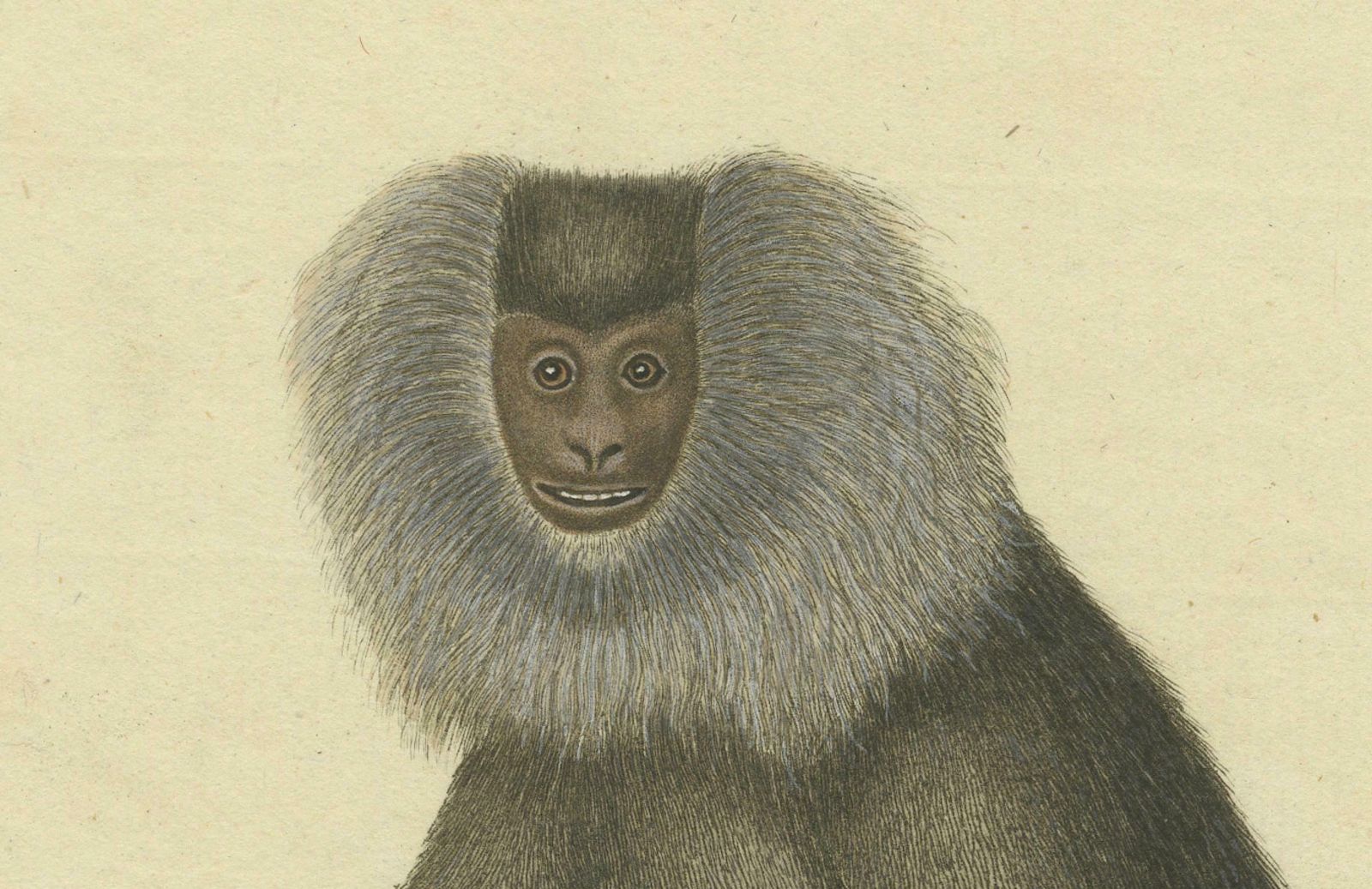Lion Tailed Macaque   A Portrait Of Wild Majesty Engraved, Circa 1850 photo vinterior