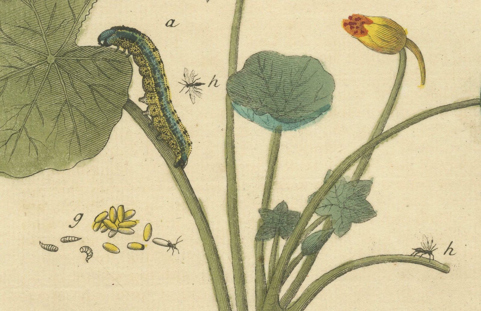 Elephant Hawk Moth And Bedstraw From A Natural History Of English Insects, 1749 photo for sale