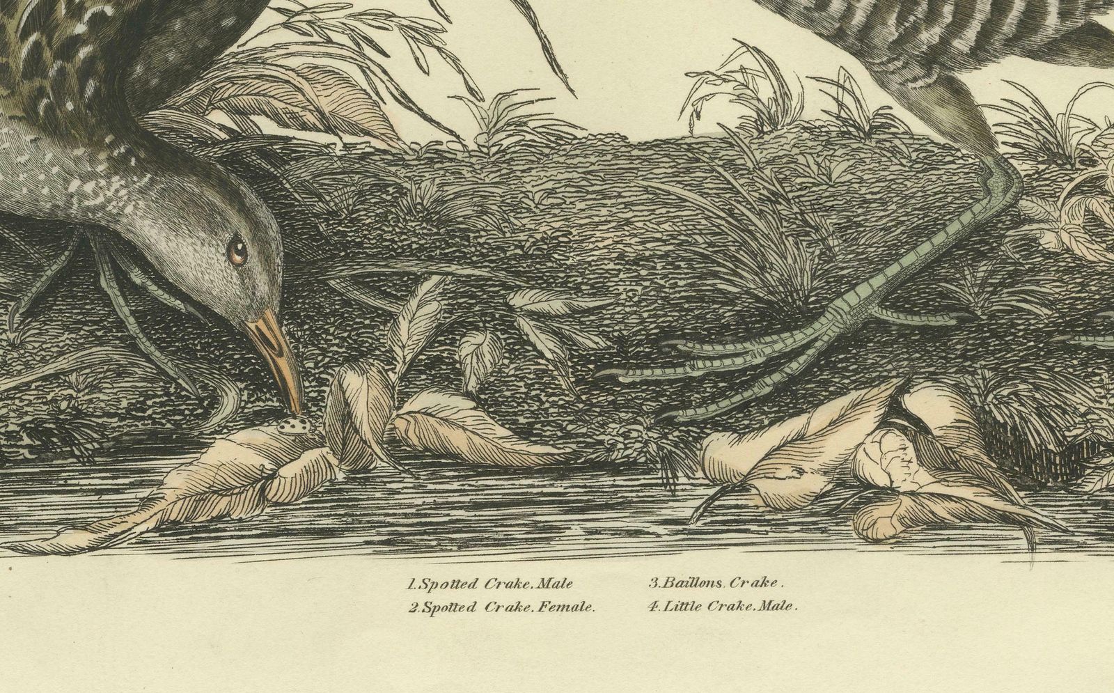 Selby's Large Illustrations Of Crakes: Varieties And Gender Dimorphism, 1826 photo for sale