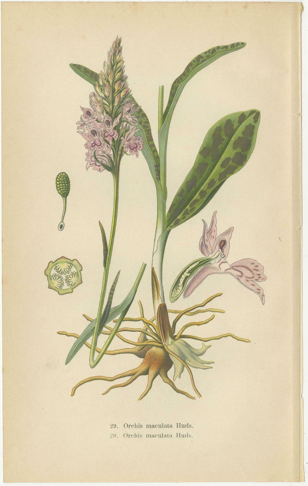 Orchids Of Germany And Adjacent Regions: A Visual Archive, 1904 photo for sale